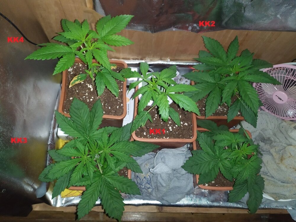 TUUTTE (FILEminimizer).jpg