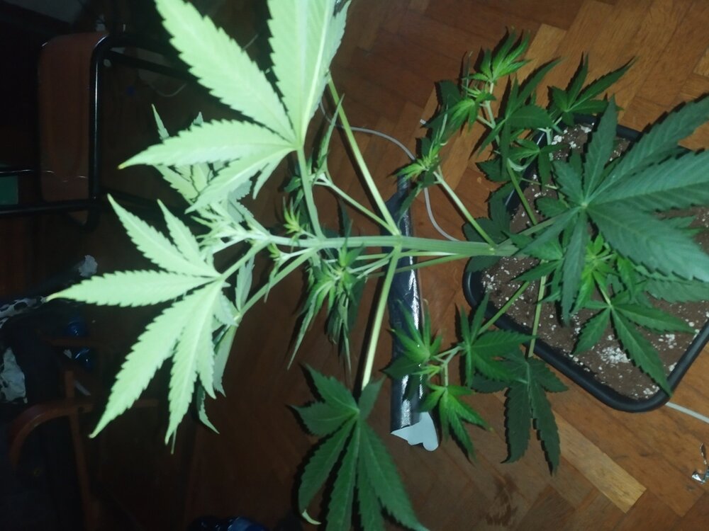 IMG_20200408_203438 (FILEminimizer).jpg