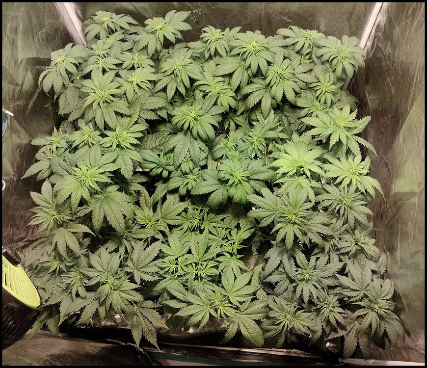 Floración 1.0.5.jpg