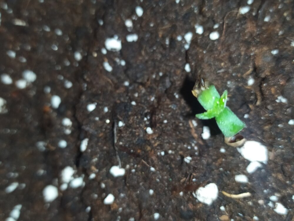 kk2 (FILEminimizer).jpg