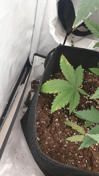 san fernando lemon kush_1.jpg