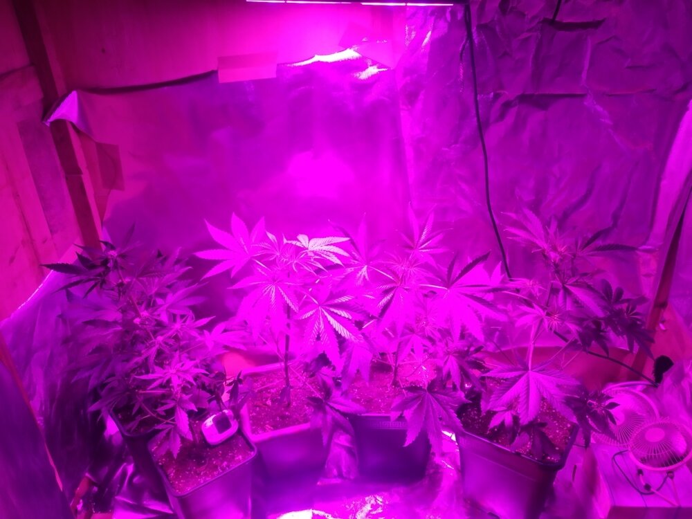 IMG_20200408_213121 (FILEminimizer).jpg