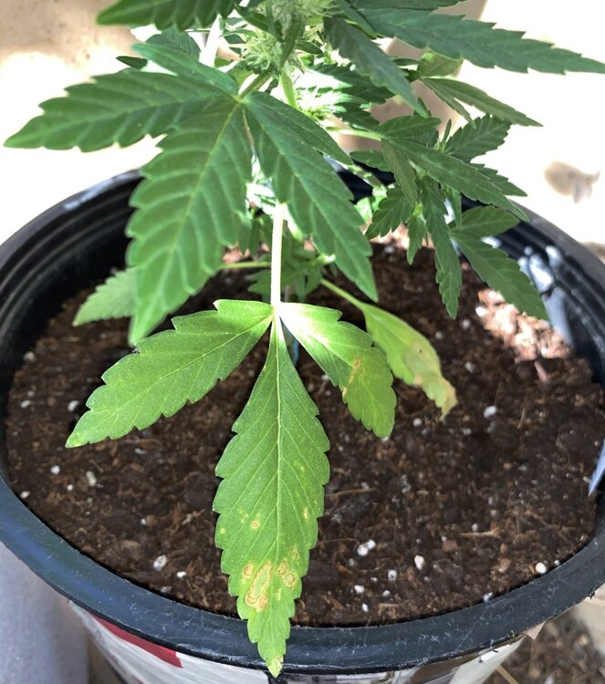 jack47-2 hoja 0_resize_2.jpg