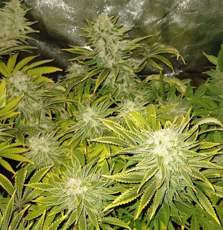 WhatsApp Image 2021-01-17 at 18.50.09 (1).jpeg