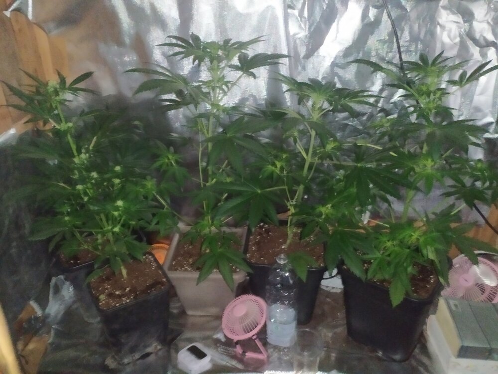 IMG_20200414_194421 (FILEminimizer).jpg