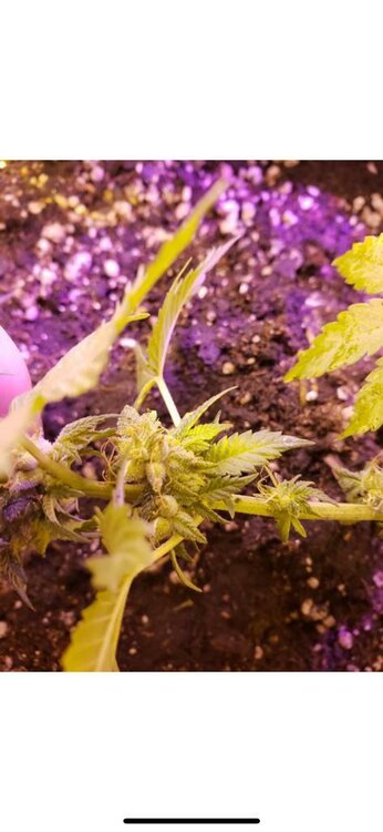 WhatsApp Image 2019-08-21 at 09.03.12.jpeg