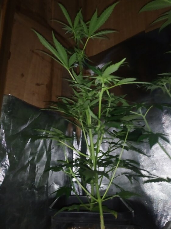 IMG_20200414_194400 (FILEminimizer).jpg