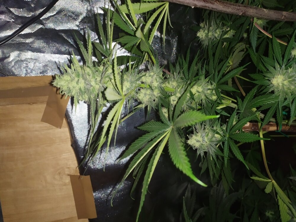 IMG_20200508_132453 (FILEminimizer).jpg