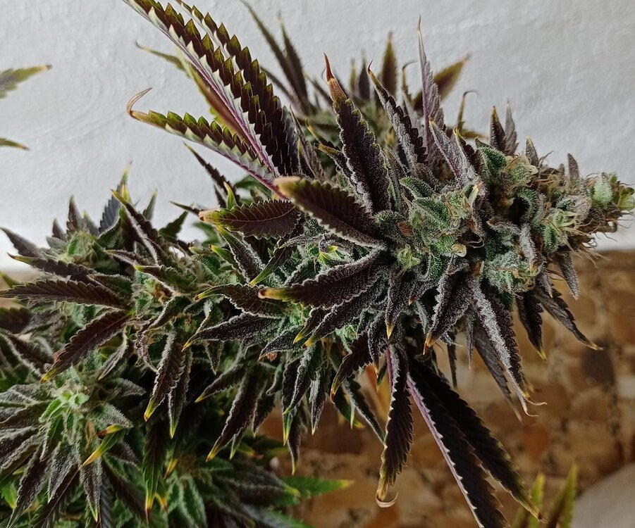 WhatsApp Image 2021-01-28 at 12.34.27.jpeg