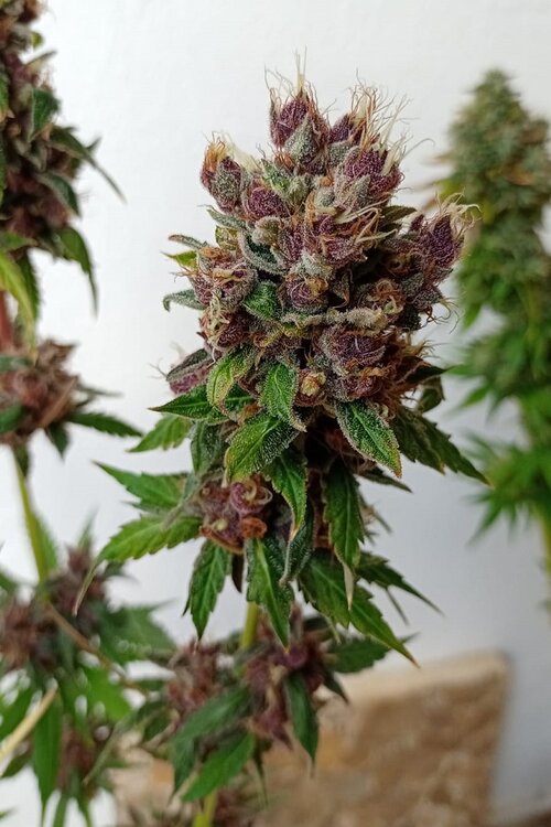 Tropicanna F1 (4).jpeg