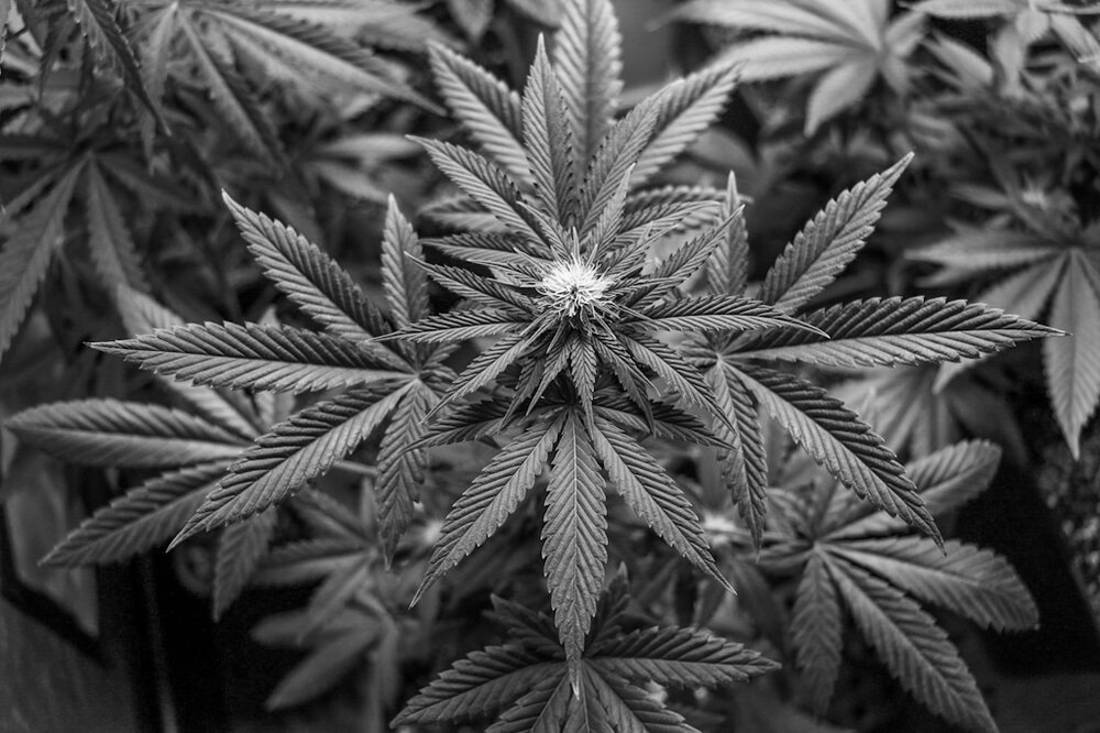 @HIDROPONICMAN-420 9.JPG