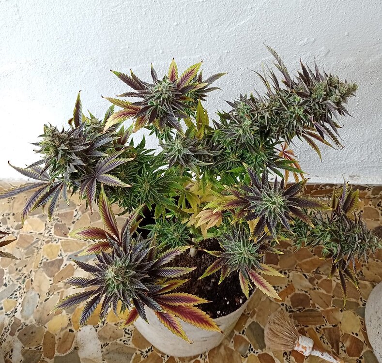 WhatsApp Image 2021-01-28 at 12.34.28.jpeg