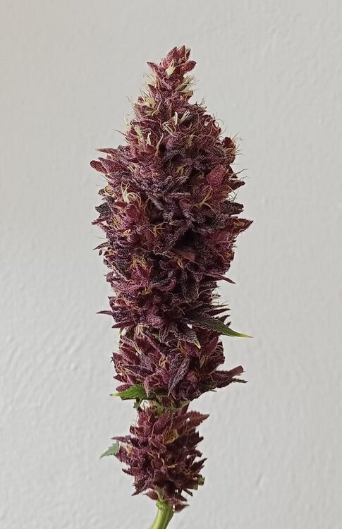 WhatsApp Image 2021-01-28 at 12.34.29.jpeg