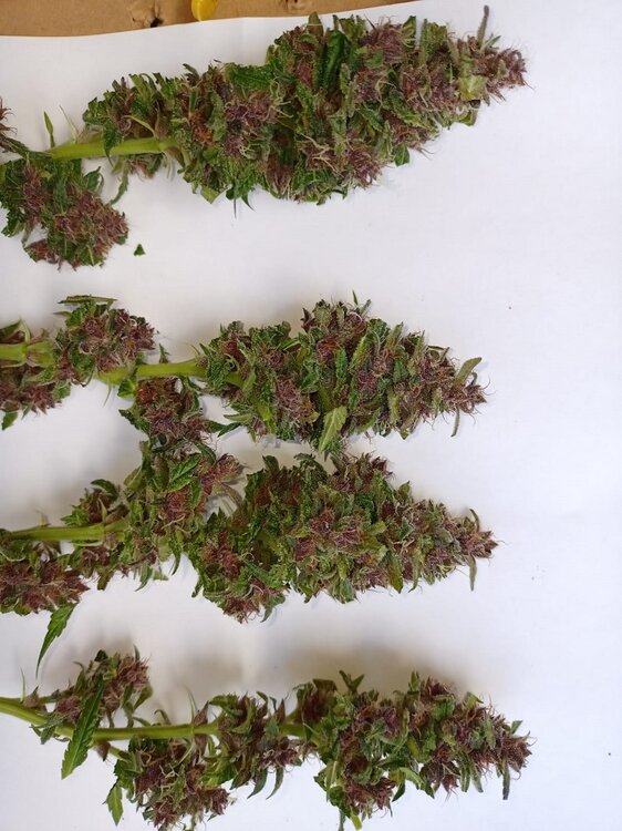 Tropicanna  (1).jpeg