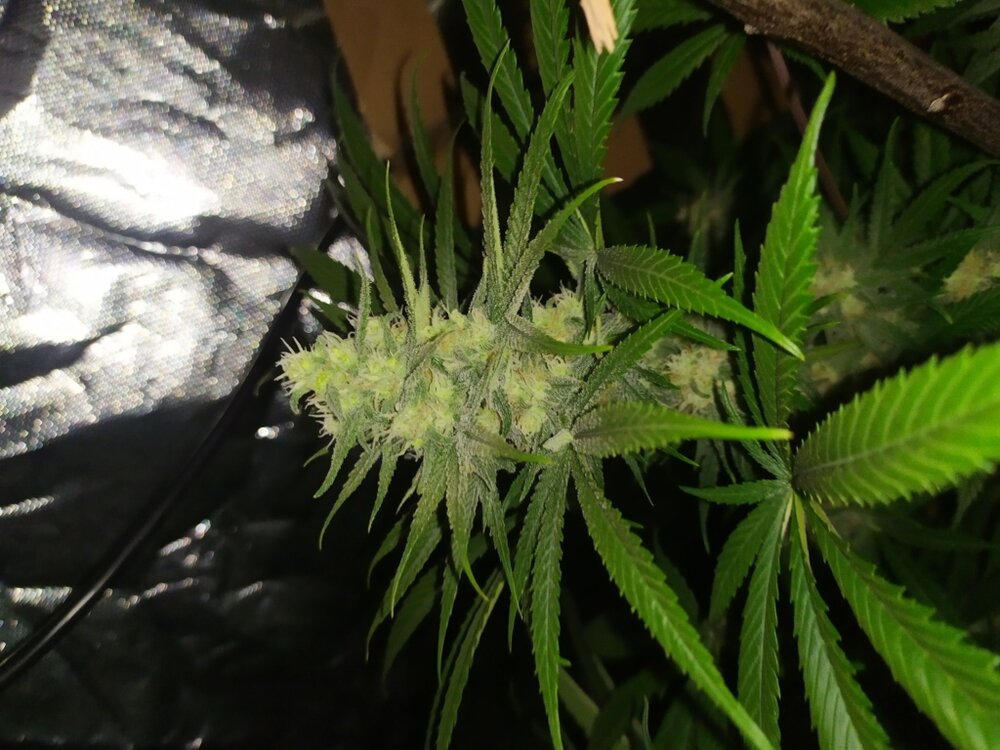 IMG_20200508_132302 (FILEminimizer).jpg