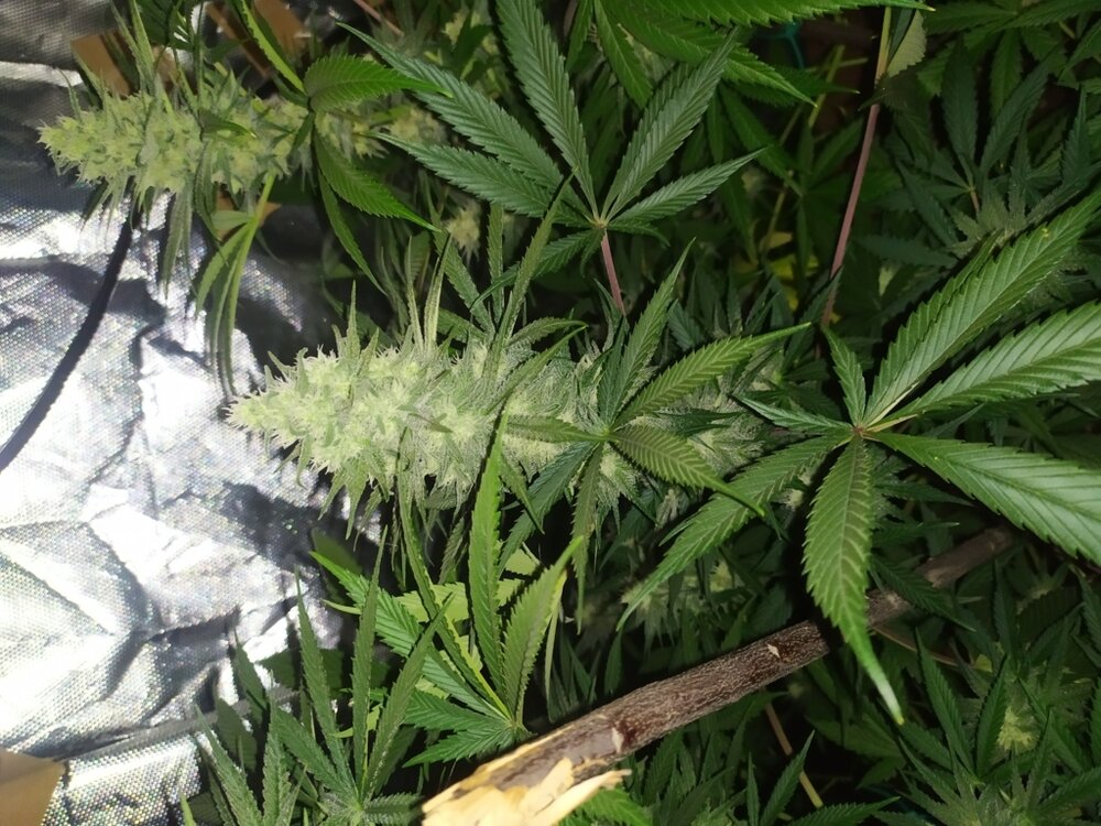 IMG_20200508_132346 (FILEminimizer).jpg