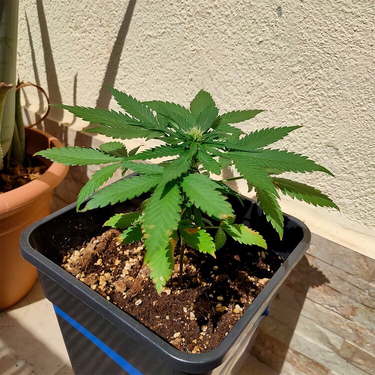 WhatsApp Image 2020-08-31 at 13.32.19 (1).jpeg