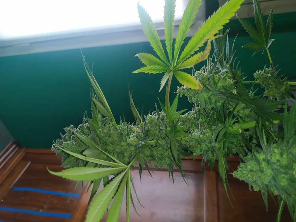 IMG_20200607_173458 (FILEminimizer).jpg