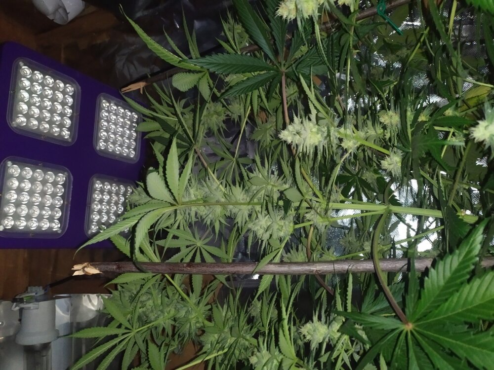 IMG_20200508_132359 (FILEminimizer).jpg