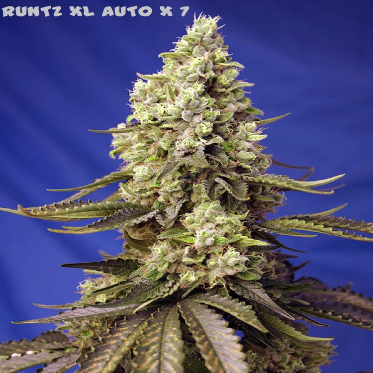 runtz-xl-auto11.jpg