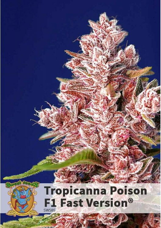 tropicanna-poison-fast-version.jpg