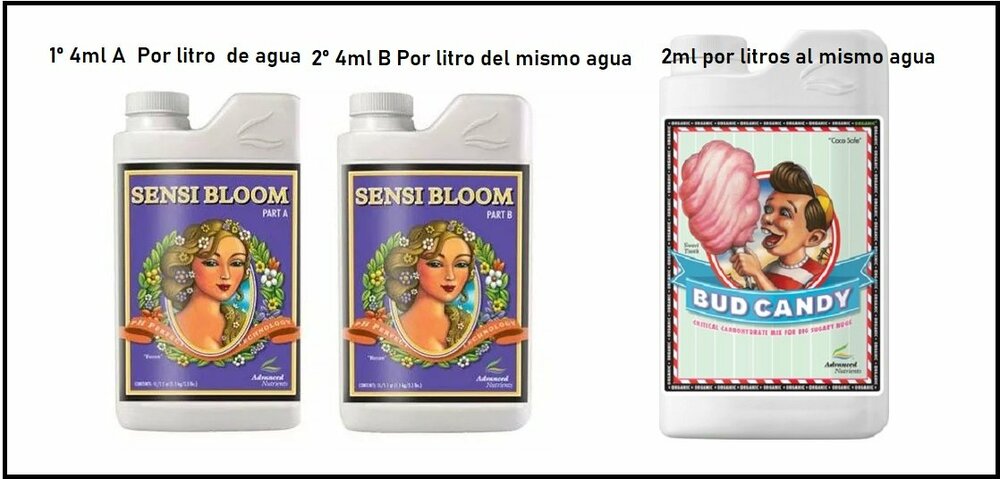 sensi-bloom-ab.jpg