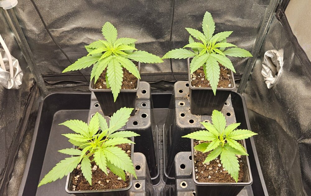 20241026_181824 (1).jpg