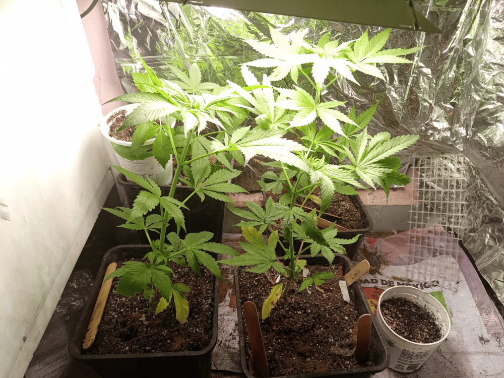 Diseño sin título_20241206_194745_0000.png